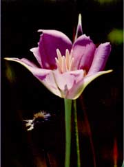 Photograph of Mariposa Lily