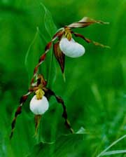 Mountain Lady Slipper photograph